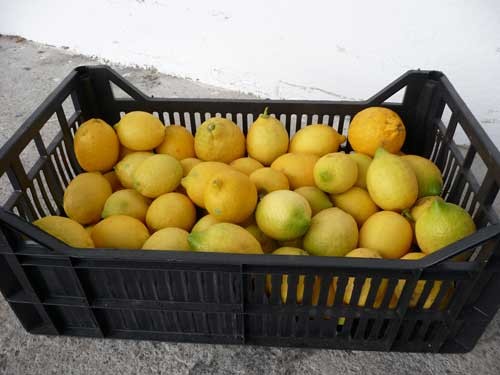 Zitronen griechische 8kg netto